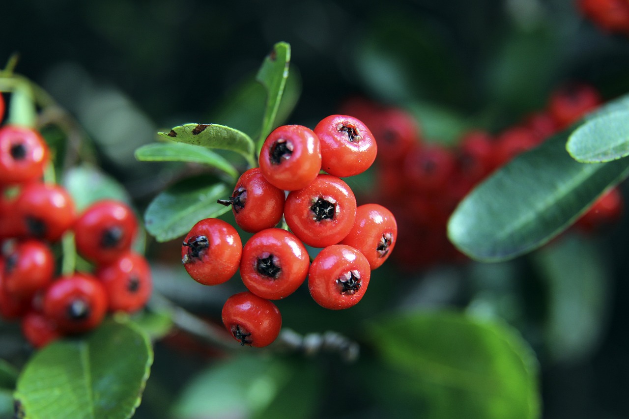 正如世界卫 正如世界卫